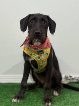 Nami-One of our Amazing Rescue Dogs -  Border Terrier and Mixed Breed Dog for Adoption in Carlsbad, California - Nami-One Of Our Amazing Rescue Dogs | PetCurious