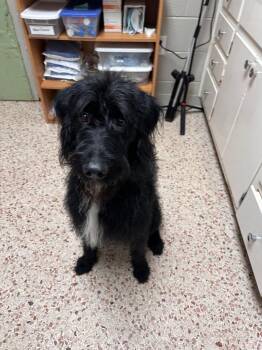 Kimbo -  Labrador Retriever and Poodle Dog for Adoption in Newnan, Georgia - Kimbo | PetCurious
