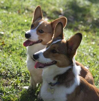 Rescue Corgi Dogs for Adoption in Town And Country, Missouri - Cheech & Chong | PetCurious