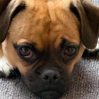 Dolly -  Pug and Chihuahua Dog for Adoption in Calgary, Alberta - Dolly | PetCurious