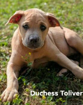 Labrador Retriever and Mountain Cur Dogs Available for Adoption in El Dorado, Arkansas - Duchess | PetCurious