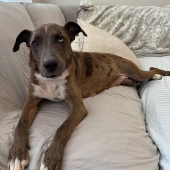 Rescue Mixed Breed Dogs for Adoption in Detroit, Michigan - Diamond | PetCurious