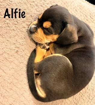 Alfie -  Pit Bull Terrier and Boxer Dog for Adoption in Elburn, Illinois - Alfie | PetCurious