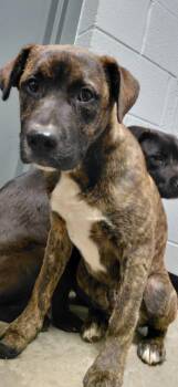 Blaze -  Shepherd and Labrador Retriever Dog for Adoption in Henderson, North Carolina - Blaze | PetCurious