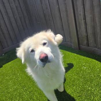 Everett 3267 -  Sheep Dog Dog for Adoption in Loxahatchee Groves, Florida - Everett 3267 | PetCurious