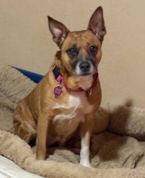 Rescue Shepherd and Corgi Dogs for Adoption in Wadsworth, Ohio - Hannah | PetCurious