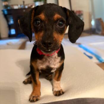 Billie -  Chihuahua and Dachshund Dog for Adoption in Pacifica, California - Billie | PetCurious