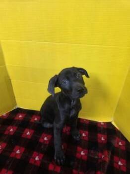 Alabaster -  Labrador Retriever and Mixed Breed Dog for Adoption in Houston, Texas - Alabaster | PetCurious