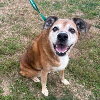 Rescue Labrador Retriever Dogs for Adoption in Springfield, Missouri - Stella | PetCurious