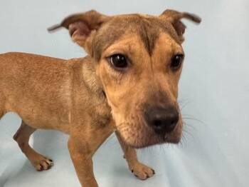 Diana -  Feist and Mixed Breed Dog for Adoption in Golden Valley, Minnesota - Diana | PetCurious
