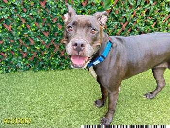 Rescue Mixed Breed Dogs for Adoption in West Palm Beach, Florida - EBONY | PetCurious