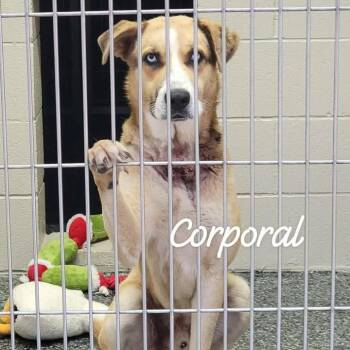 Shepherd and Mixed Breed Dogs Available for Adoption in Buchanan Dam, Texas - Corporal | PetCurious
