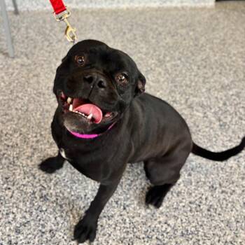 Pug and Mixed Breed Dogs Available for Adoption - Quinny | PetCurious