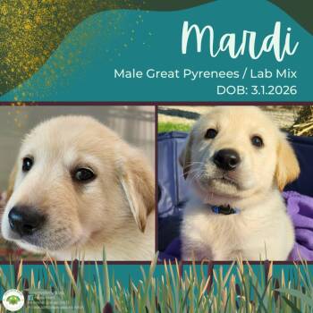 Great Pyrenees and Labrador Retriever Dogs Available for Adoption - Mardi | PetCurious