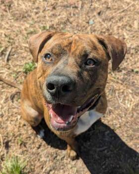 American Staffordshire Terrier and Pit Bull Terrier Dogs Available for Adoption - JT  (2026) | PetCurious