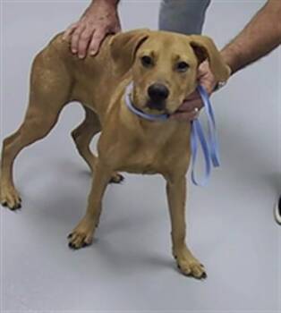 HONEYBEE -  Mixed Breed Dog for Adoption in St. Cloud, Florida - HONEYBEE | PetCurious