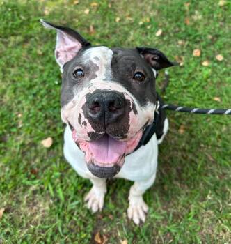 Rescue American Bulldog and American Staffordshire Terrier Dogs for Adoption in Roswell, Georgia - Dudley | PetCurious