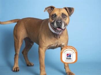Boxer and Mixed Breed Dogs Available for Adoption - GOLIATH | PetCurious