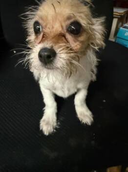 Rescue Terrier and Chihuahua Dogs for Adoption in Fresno, California - Cherry | PetCurious