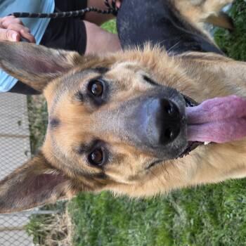 German Shepherd Dog Dogs Available for Adoption in Muncie, Indiana - BO | PetCurious