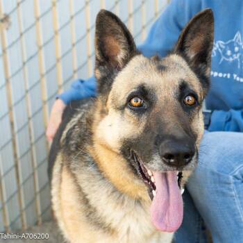 Rescue German Shepherd Dog Dogs for Adoption in Pleasant Grove, California - Tahini | PetCurious