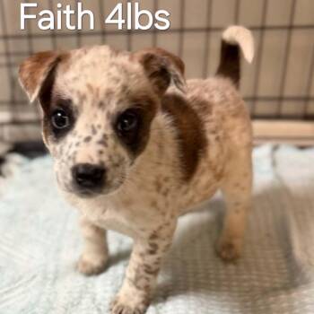 Australian Cattle Dog Blue Heeler Dogs Available for Adoption in Tylertown, Mississippi - Faith | PetCurious