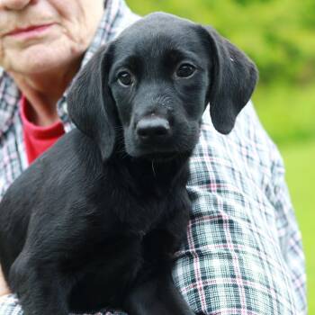 Labrador Retriever and Mixed Breed Dogs Available for Adoption in Stormville, New York - CT Endive Avail May 30 (Ellington, CT) | PetCurious