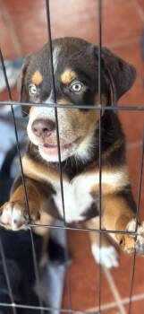 Rescue Australian Cattle Dog Blue Heeler Dogs for Adoption in Glen Rock, New Jersey - Maverick | PetCurious