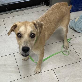 Terrier Dogs Available for Adoption in Lufkin, Texas - Legacy | PetCurious