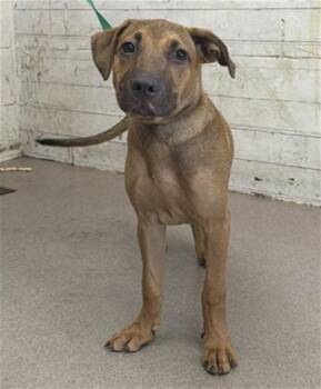 LILIPUP -  German Shepherd Dog and Mixed Breed Dog for Adoption in San Bernardino, California - LILIPUP | PetCurious
