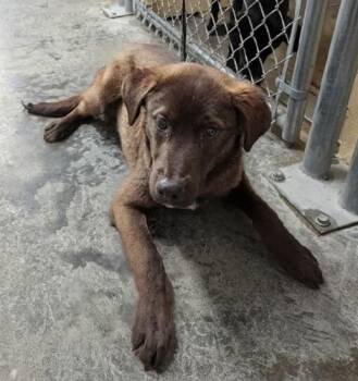 Labrador Retriever Dogs Available for Adoption - Tinker | PetCurious