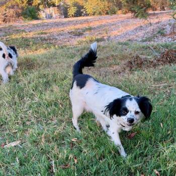 ALEX -  Cavalier King Charles Spaniel and Mixed Breed Dog for Adoption in Richmond, California - ALEX | PetCurious