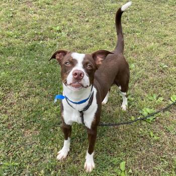 Mixed Breed Dogs Available for Adoption in Chattanooga, Tennessee - Rilo (owned Name) | PetCurious