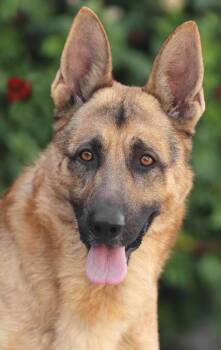 Sylvester von Stadlern -  German Shepherd Dog Dog for Adoption in Los Angeles, California - Sylvester Von Stadlern | PetCurious
