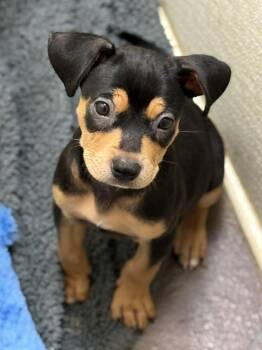 Rescue Chihuahua Dogs for Adoption in Tucson, Arizona - Chimi | PetCurious