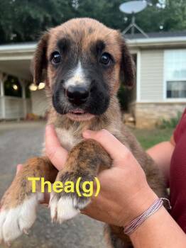 Thea -  Australian Shepherd and Portuguese Podengo Dog for Adoption in Manchester Township, New Jersey - Thea | PetCurious