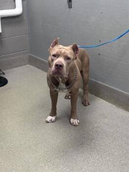 PLATINUM -  American Bulldog Dog for Adoption in Las Vegas, Nevada - PLATINUM | PetCurious