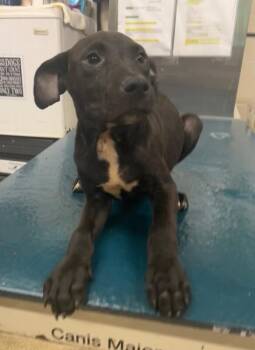 Curly -  Labrador Retriever Dog for Adoption in Mobile, Alabama - Curly | PetCurious