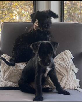 Brandy and Brody -  Schnoodle Dog for Adoption in Citrus Heights, California - Brandy And Brody | PetCurious