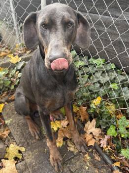 Rescue Doberman Pinscher Dogs for Adoption in Phoenixville, Pennsylvania - Blue | PetCurious