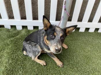 Australian Cattle Dog Blue Heeler Dogs Available for Adoption in Modesto, California - A610577 | PetCurious