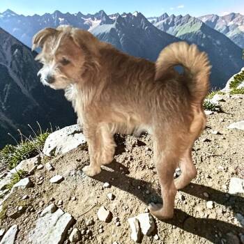 Terrier Dogs Available for Adoption - Tippy | PetCurious