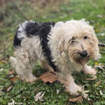 Rescue Sheepadoodle Dogs for Adoption in Zaleski, Ohio - Dakota | PetCurious