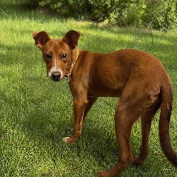 Basenji and Australian Shepherd Dogs Available for Adoption - JENGA | PetCurious