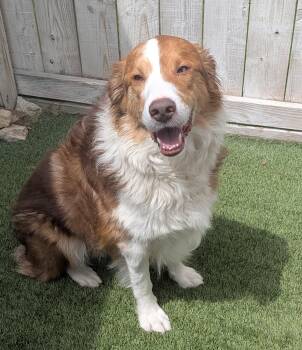 Australian Shepherd Dogs Available for Adoption in Aurora, Illinois - Derek | PetCurious