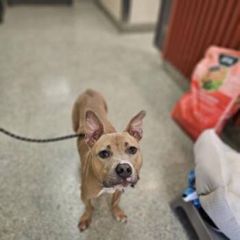 Pit Bull Terrier and Mixed Breed Dogs Available for Adoption in Kansas City, Missouri - Molly | PetCurious