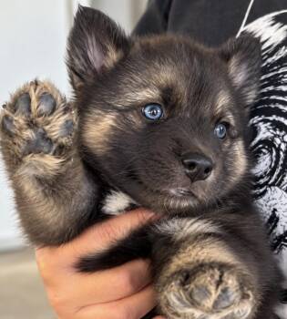 Zuzu and Locket -  German Shepherd Dog and Siberian Husky Dog for Adoption in Cerritos, California - Zuzu And Locket | PetCurious