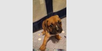 Boxer Dogs Available for Adoption in Hewitt, Texas - Penleigh Puppy - Chewie II | PetCurious