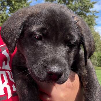 Emily - purple -  Husky and Shepherd Dog for Adoption in Greenfield, Indiana - Emily - Purple | PetCurious