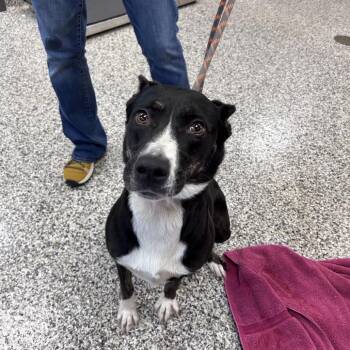 Midnight -  Mixed Breed Dog for Adoption in Morganton, North Carolina - Midnight | PetCurious